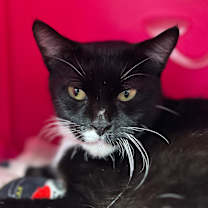 Thumbnail photo of Trixie #3