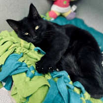 Thumbnail photo of McFlurry #1