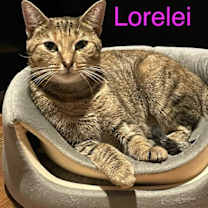 Thumbnail photo of Rory w/Lorelie Willow Grove Area, (10/28/25-124) #2