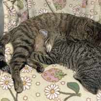 Thumbnail photo of Rory w/Lorelie Willow Grove Area, (10/28/25-124) #4