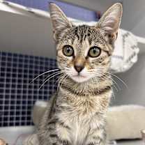 Thumbnail photo of Lucy #1