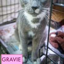 Thumbnail photo of Gravie (FCID# 10/27/2025 - 18 Trainer) #2