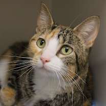 Thumbnail photo of Chloe #2