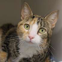 Thumbnail photo of Chloe #3