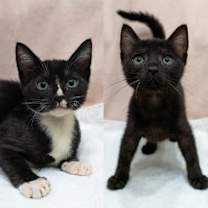 Thumbnail photo of SpookyJ (Bonded to Spicer) #2