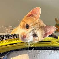 Thumbnail photo of Sunkist #2