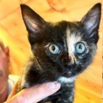 Thumbnail photo of Donna Kittens: Audrey #2