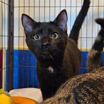 Thumbnail photo of Tulare #1