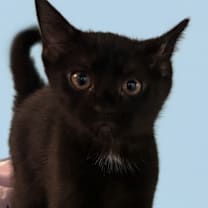 Thumbnail photo of Tulare #3