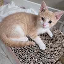 Thumbnail photo of Biscotti #1