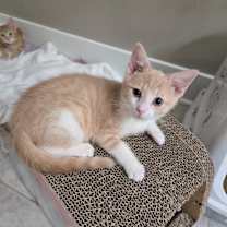 Thumbnail photo of Biscotti #3