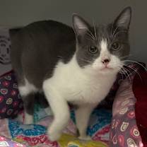 Thumbnail photo of Lily #2