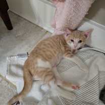 Thumbnail photo of Biscotti #4