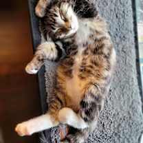 Thumbnail photo of Tilly #2