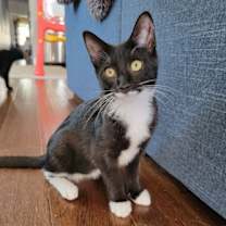 Thumbnail photo of Smudge #1