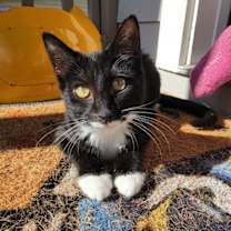 Thumbnail photo of Smudge #2