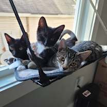 Thumbnail photo of Smudge #4