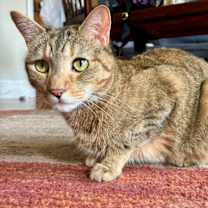 Thumbnail photo of Pavonia #1