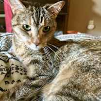 Thumbnail photo of Pavonia #2