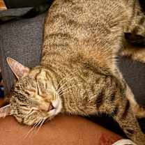 Thumbnail photo of Pavonia #4