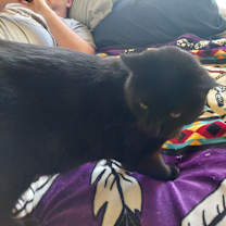 Thumbnail photo of Licorice #4