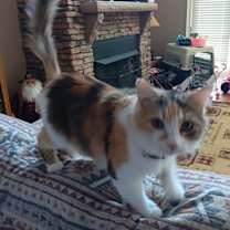 Thumbnail photo of Chychy #1