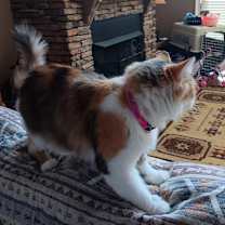 Thumbnail photo of Chychy #2