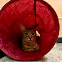 Thumbnail photo of Ron Henry #2