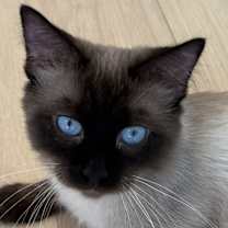 Thumbnail photo of Ivy #1