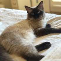 Thumbnail photo of Ivy #4