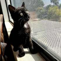 Thumbnail photo of Peacock #2