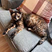 Thumbnail photo of Cinderella #4