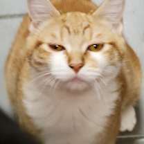 Thumbnail photo of Yoshida  #1