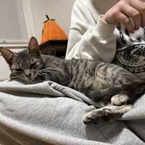 Thumbnail photo of Gin #3