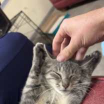 Thumbnail photo of Gin #4