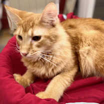 Thumbnail photo of Mello Vee #3