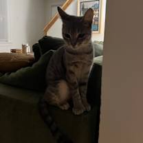 Thumbnail photo of Gin #2