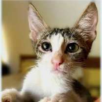 Thumbnail photo of Mooney #1