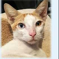 Thumbnail photo of Polo #1