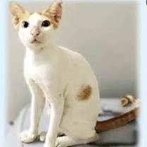 Thumbnail photo of Polo #2