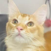 Thumbnail photo of Mello Vee #4