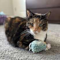 Thumbnail photo of Sage #3