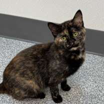 Thumbnail photo of Agatha #2