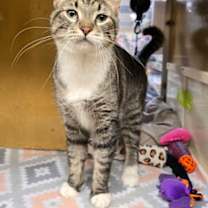 Thumbnail photo of Grey Baby #1