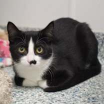 Thumbnail photo of Nintendo #3