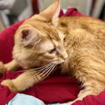 Thumbnail photo of Mello Vee #2