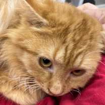 Thumbnail photo of Groo Vee #1