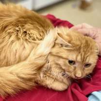 Thumbnail photo of Groo Vee #2