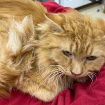 Thumbnail photo of Groo Vee #3