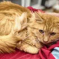 Thumbnail photo of Groo Vee #4